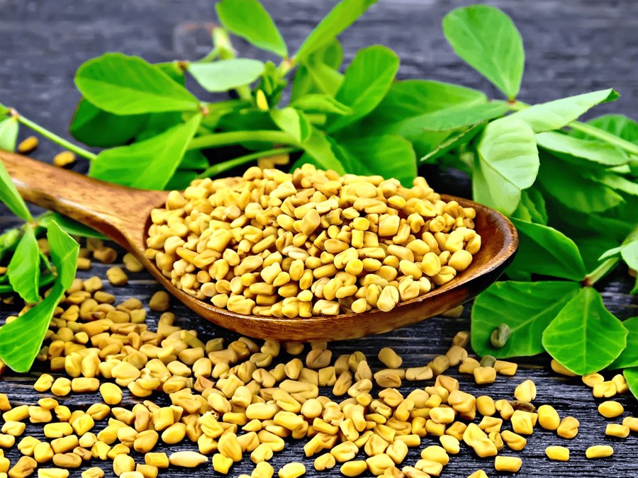 Fenugreek